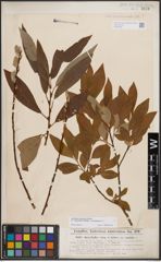 Foto von Salix dasyclados Wimm. x Salix purpurea L.